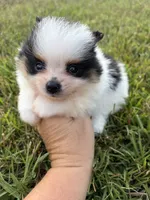 AKC tiny Tri Parti , a male Pomeranian for sale in Trion, GA – 5 of 10
