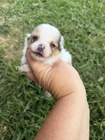 AKC tiny sable Parti , a male Pomeranian for sale in Trion, GA – 4 of 6
