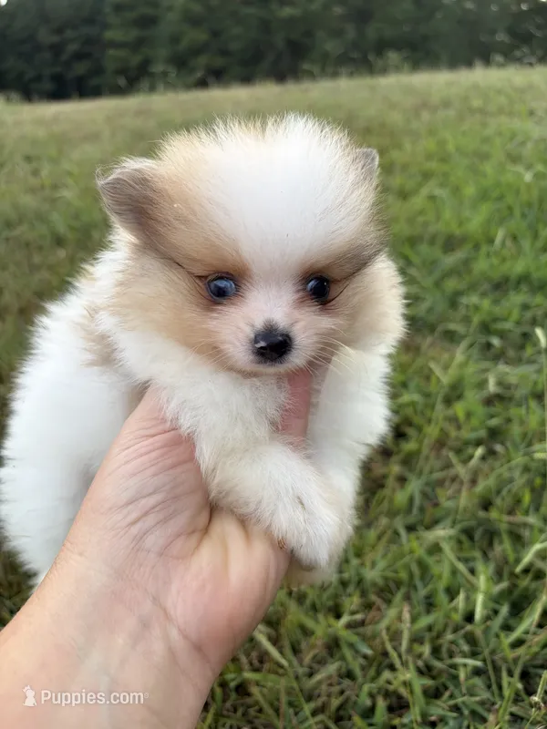 AKC tiny sable Parti Merle w blue eye – Pomeranian puppy for sale in Trion, GA