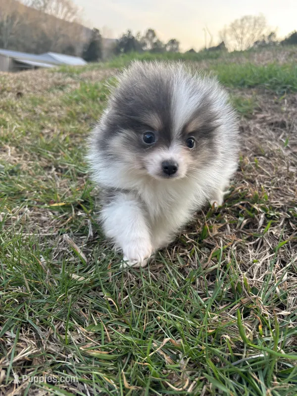 Akc tiny blue tri parti