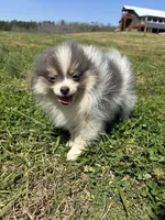 Akc tiny blue tri parti, a male Pomeranian for sale in Trion, GA – Photo 1 of 4
