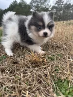 Akc tiny blue tri parti, a male Pomeranian for sale in Trion, GA – Photo 3 of 4