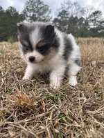 Akc tiny blue tri parti, a male Pomeranian for sale in Trion, GA – Photo 4 of 4