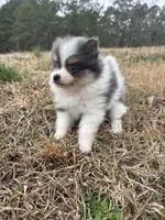Akc tiny blue tri parti, a male Pomeranian for sale in Trion, GA – Photo 1 of 4
