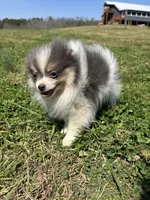 Akc tiny blue tri parti, a male Pomeranian for sale in Trion, GA – Photo 3 of 4