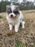 Akc tiny blue tri parti, a male Pomeranian for sale in Trion, GA – Photo 2 of 4