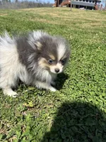 Akc tiny blue tri parti, a male Pomeranian for sale in Trion, GA – Photo 4 of 4