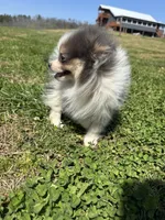Akc tiny blue tri parti, a male Pomeranian for sale in Trion, GA – Photo 2 of 4