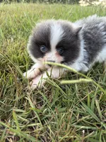 Ckc blue Parti , a male Pomeranian for sale in Trion, GA – 3 of 4