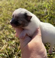 AKC blue and tan Merle Parti , a male Pomeranian for sale in Trion, GA – 2 of 4