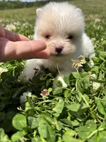 Ckc cream parti boy , a male Pomeranian for sale in Trion, GA – 2 of 4