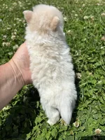 Ckc cream parti boy , a male Pomeranian for sale in Trion, GA – 4 of 4