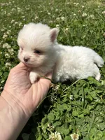Ckc cream parti boy , a male Pomeranian for sale in Trion, GA – 3 of 4