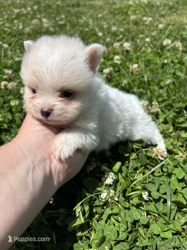 Ckc cream parti boy  – Pomeranian puppy for sale in Trion, GA