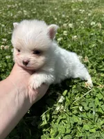 Ckc cream parti boy , a male Pomeranian for sale in Trion, GA – 1 of 4