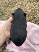 Ckc black from sweetie , a female Pomeranian for sale in Trion, GA – Photo 3 of 4