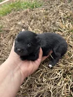 Ckc black from sweetie , a female Pomeranian for sale in Trion, GA – Photo 4 of 4