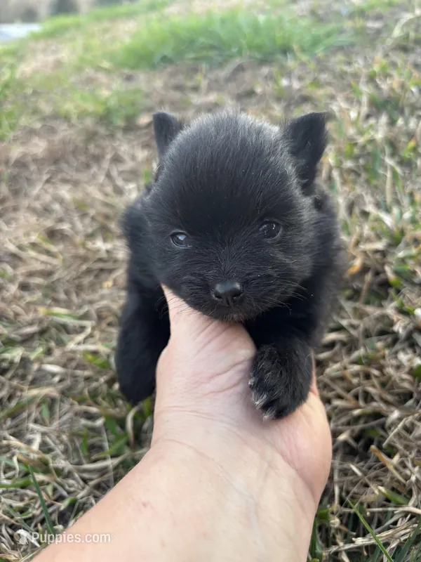 Ckc black from sweetie 