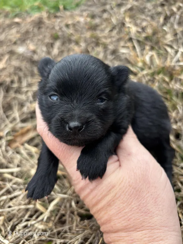 Ckc black from sweetie 