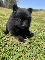 Ckc black from sweetie , a female Pomeranian for sale in Trion, GA – Photo 3 of 4
