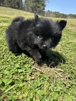 Ckc black from sweetie , a female Pomeranian for sale in Trion, GA – Photo 4 of 4