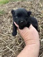 Ckc black from sweetie , a female Pomeranian for sale in Trion, GA – Photo 2 of 4