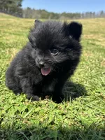 Ckc black from sweetie , a female Pomeranian for sale in Trion, GA – Photo 2 of 4