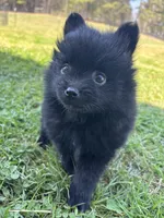 Ckc black from sweetie , a female Pomeranian for sale in Trion, GA – Photo 1 of 4