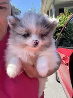 Akc blue Merle parti , a female Pomeranian for sale in Trion, GA – 2 of 4