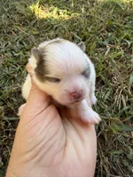 AKC orange sable Parti , a female Pomeranian for sale in Trion, GA – 3 of 4
