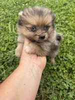 Akc sable Merle girl blue eyes , a female Pomeranian for sale in Trion, GA – 2 of 4