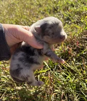 AKC blue Merle with tan , a male Pomeranian for sale in Trion, GA – 2 of 4