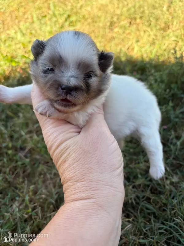 AKC blue and tan Merle Parti  – Pomeranian puppy for sale in Trion, GA