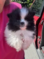 Akc black parti , a female Pomeranian for sale in Trion, GA – 1 of 4