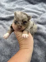 Ckc chocolate and tan , a male Pomeranian for sale in Trion, GA – 3 of 6