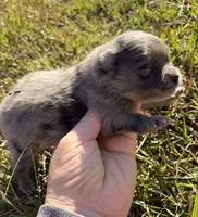 Ckc Merle boy , a female Pomeranian for sale in Trion, GA – 3 of 5
