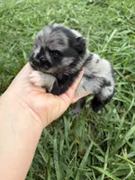 Ckc blue Merle girl , a female Pomeranian for sale in Trion, GA – 4 of 6