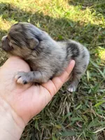 AKC blue Merle and tan , a male Pomeranian for sale in Trion, GA – 5 of 5