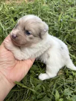 Ckc Merle , a male Pomeranian for sale in Trion, GA – 2 of 4
