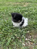 Akc tri parti , a male Pomeranian for sale in Trion, GA – 2 of 4