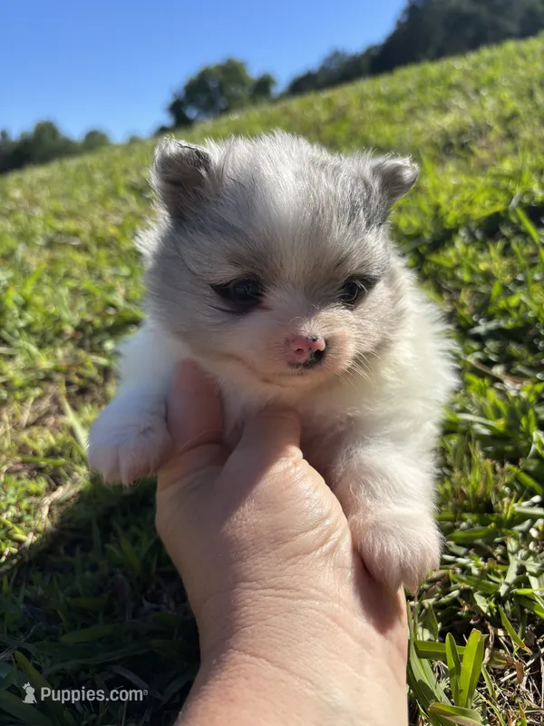 Akc blue Merle parti  – Pomeranian puppy for sale in Trion, GA