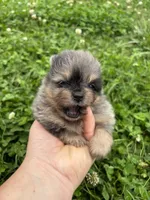 Akc black and tan Merle , a female Pomeranian for sale in Trion, GA – 4 of 4
