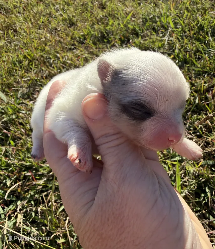 AKC blue and tan Merle parti – Pomeranian puppy for sale in Trion, GA