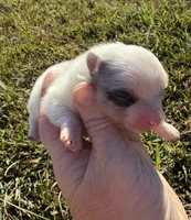 AKC blue and tan Merle parti, a female Pomeranian for sale in Trion, GA – 1 of 4