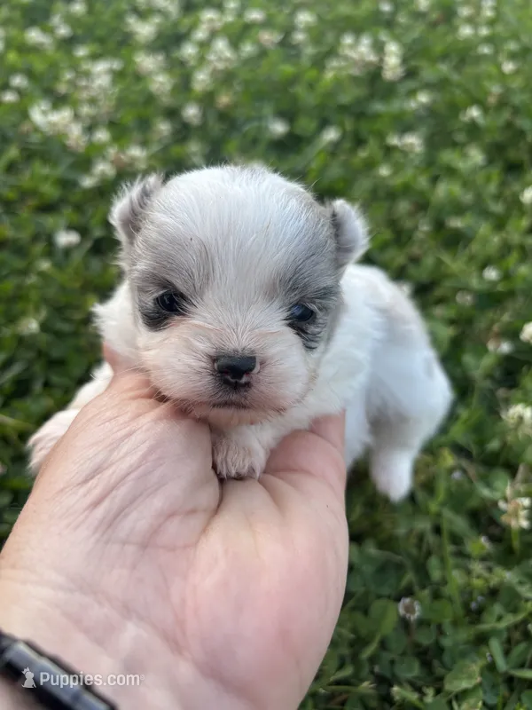 Ckc blue Merle 3  – Pomeranian puppy for sale in Trion, GA