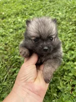 Akc dark orange sable girl , a female Pomeranian for sale in Trion, GA – 2 of 5