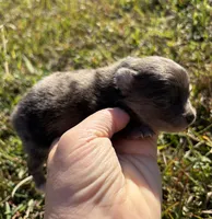 Ckc blue Merle , a female Pomeranian for sale in Trion, GA – 2 of 4