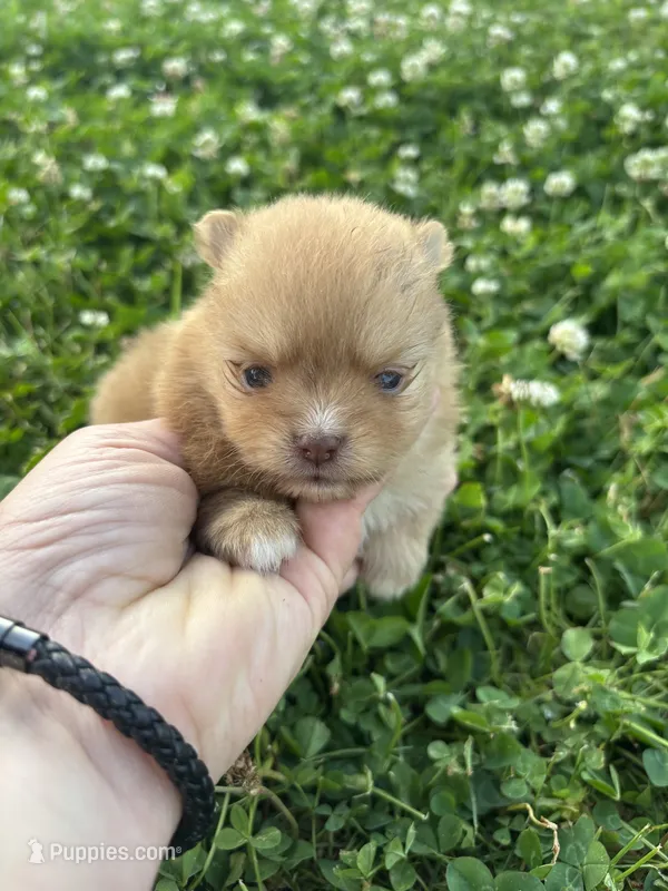 Ckc orange boy  – Pomeranian puppy for sale in Trion, GA