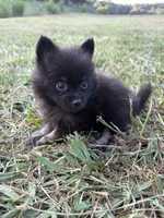Ckc small black and tan , a male Pomeranian for sale in Trion, GA – 2 of 4