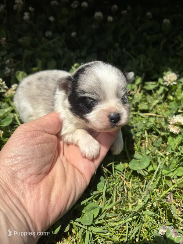 Ckc blue Merle 1  – Pomeranian puppy for sale in Trion, GA